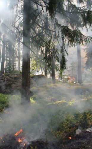 Brandgevaar in bos en natuur